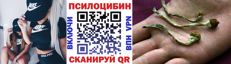 Купить  Волоколамск  Псилоцибиновые грибы Cubensis 